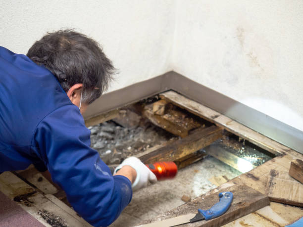 Best Local Mold Removal Service  in Ypsilanti, MI