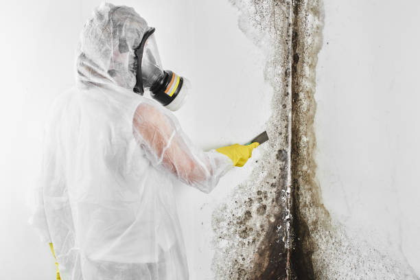 Best Mold Removal Near Me  in Ypsilanti, MI
