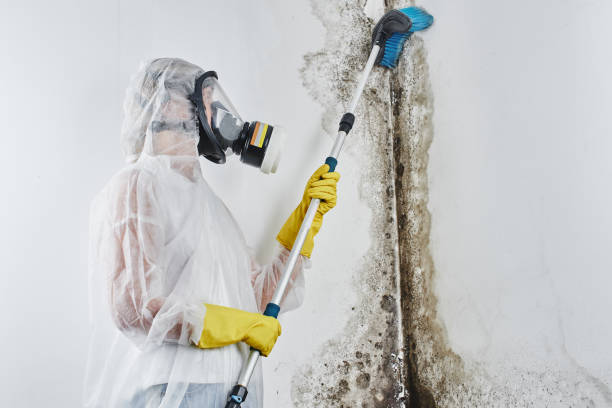 Best Best Mold Removal Companies  in Ypsilanti, MI