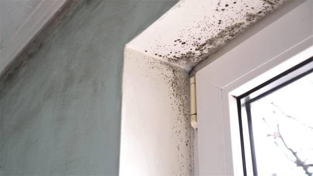Best Office Mold Removal Services  in Ypsilanti, MI