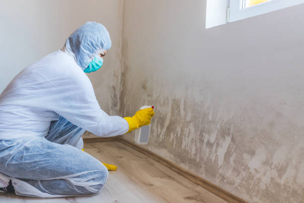 Best Toxic Mold Removal  in Ypsilanti, MI