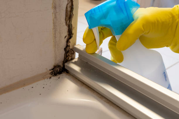 Best Professional Mold Removal  in Ypsilanti, MI