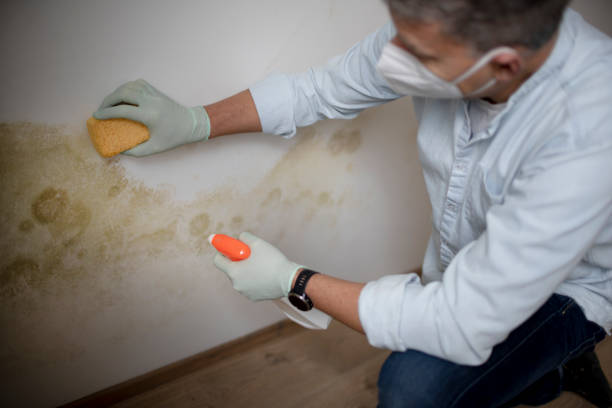 Best Mold Removal Specialists  in Ypsilanti, MI