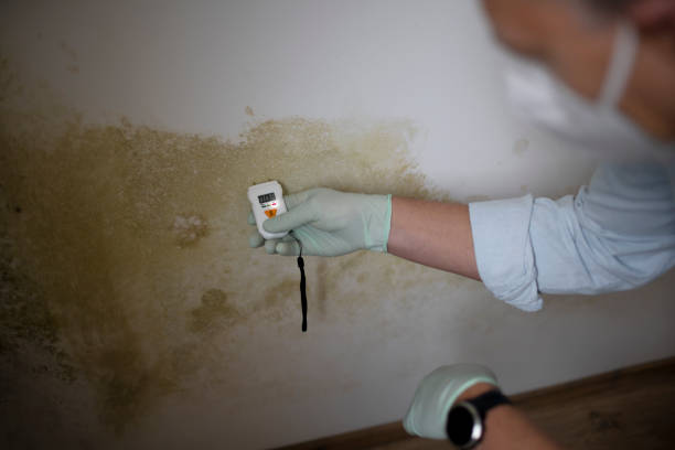 Mold Removal Process in Ypsilanti, MI