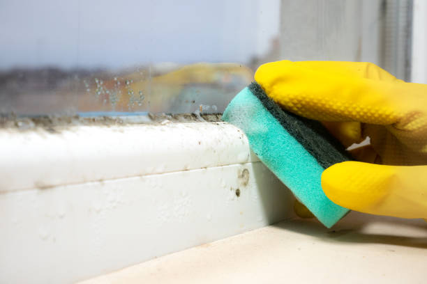Best Mold Remediation  in Ypsilanti, MI