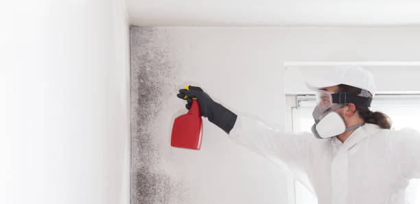 Best Mold Removal Company Near Me  in Ypsilanti, MI