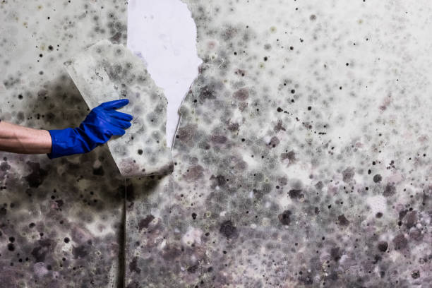 Best Fast Mold Removal  in Ypsilanti, MI