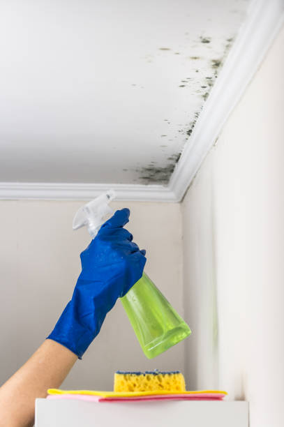 Best Mold Remediation  in Ypsilanti, MI